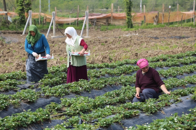 Karadeniz'de çilek hasadına başlandı
