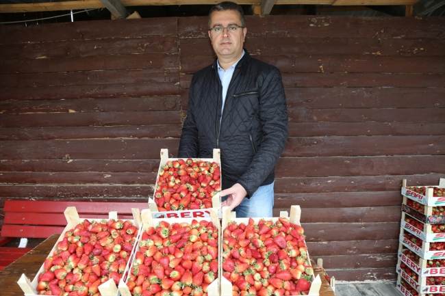 Karadeniz'de çilek hasadına başlandı