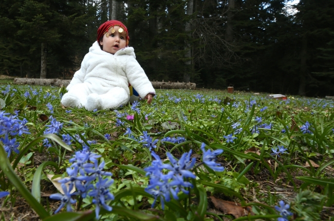 Düzce yaylaları baharın gelişiyle renklendi