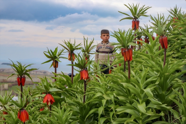 "Ağlayan gelin" görenleri etkiliyor
