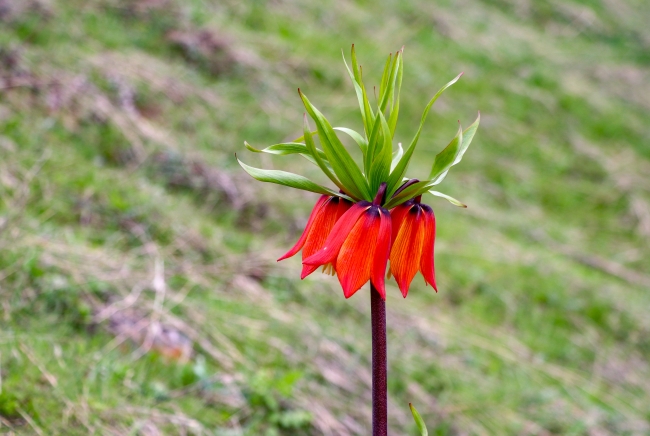"Ağlayan gelin" görenleri etkiliyor