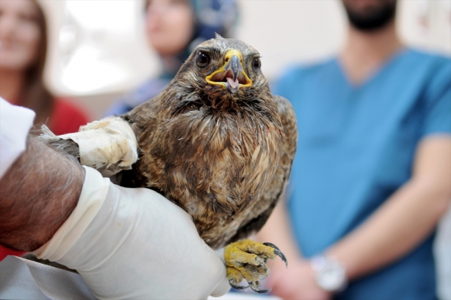 Yaralanan tavşancıl kuşuna kemik nakli