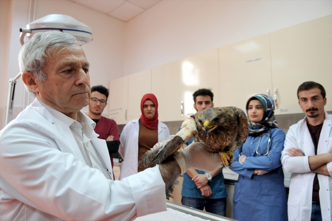 Yaralanan tavşancıl kuşuna kemik nakli