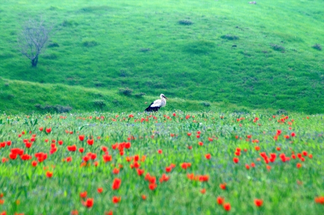 Bingöl'de kırmızı lale zamanı