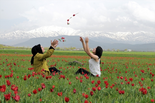 Bingöl'de kırmızı lale zamanı