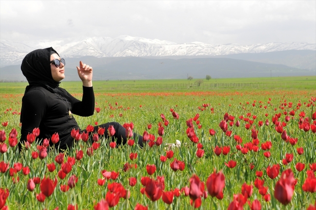 Bingöl'de kırmızı lale zamanı