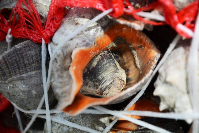 Balıkçılar yüzünü salyangoza döndü