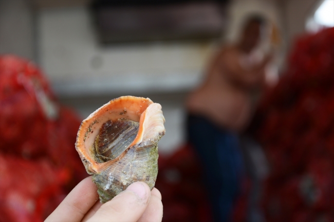 Balıkçılar yüzünü salyangoza döndü