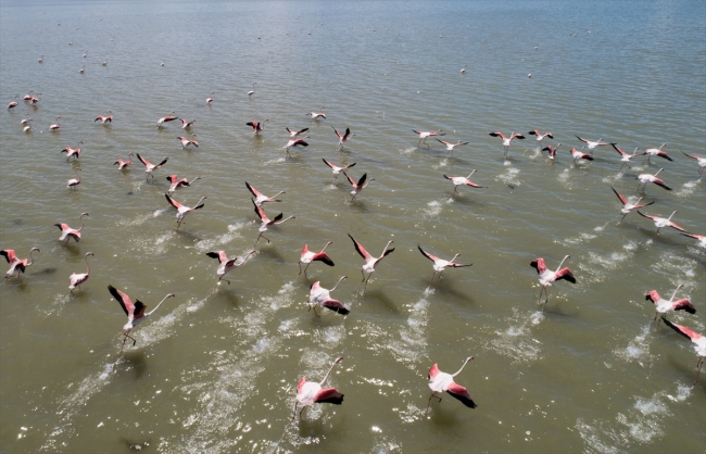 İzmir Kuş Cenneti'nde 20 bin flamingo için kuluçka zamanı
