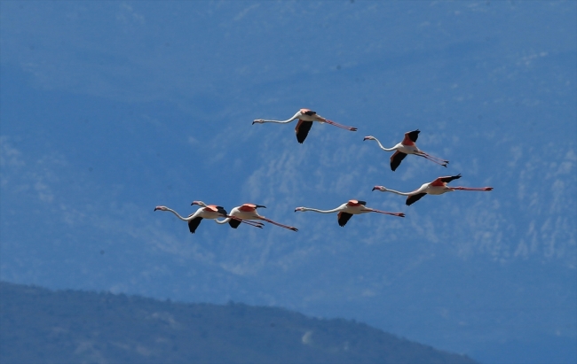 İzmir Kuş Cenneti'nde 20 bin flamingo için kuluçka zamanı