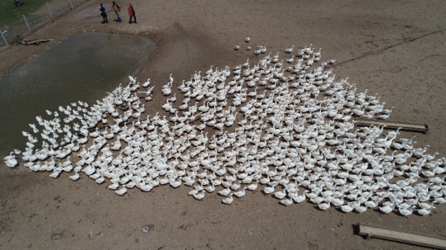 Emekli astsubay köyünde kaz çiftliği kurdu