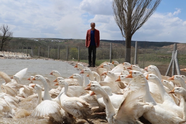 Emekli astsubay köyünde kaz çiftliği kurdu