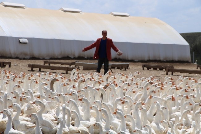 Emekli astsubay köyünde kaz çiftliği kurdu