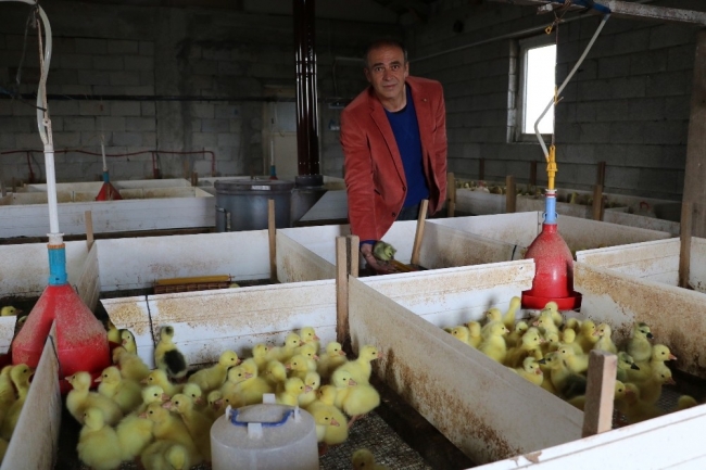 Emekli astsubay köyünde kaz çiftliği kurdu