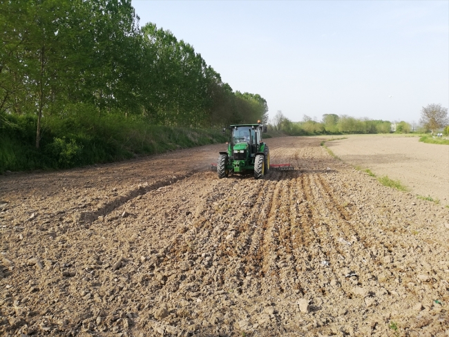 Yerli ve milli tohumlar toprakla buluşuyor