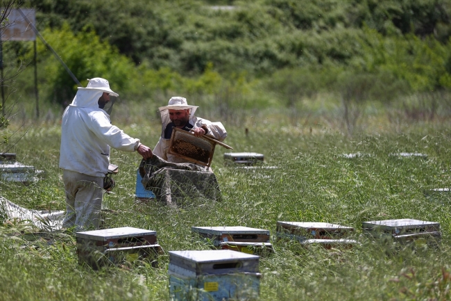 Narenciye balı hasadı başladı