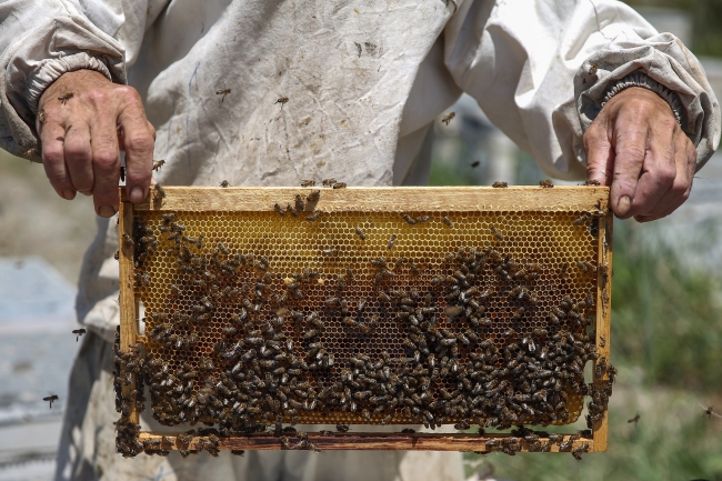 Narenciye balı hasadı başladı