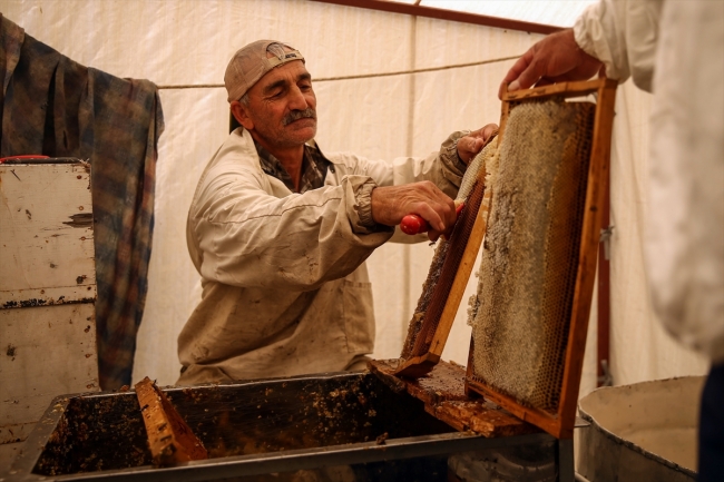 Narenciye balı hasadı başladı