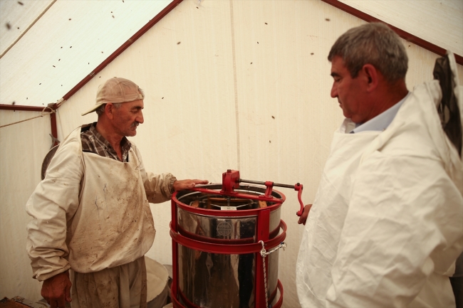 Narenciye balı hasadı başladı