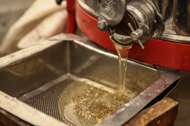 Narenciye balı hasadı başladı