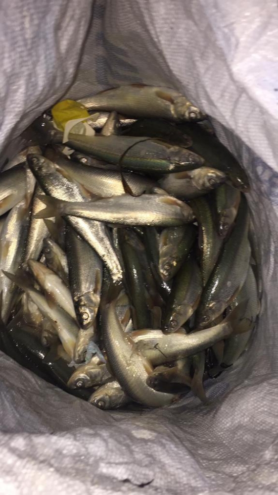 Van Gölü'nde kaçak avcı operasyonu: Yaklaşık 2 ton inci kefali ele geçirildi