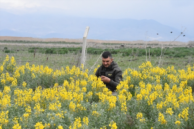 "Eber sarısı"nı koparmanın cezası 60 bin lira