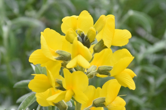 "Eber sarısı"nı koparmanın cezası 60 bin lira