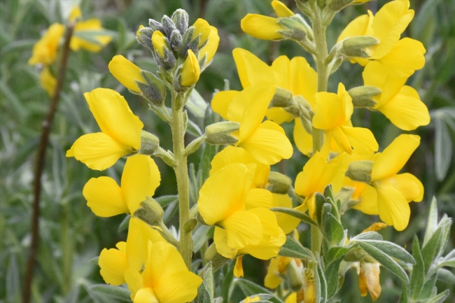 "Eber sarısı"nı koparmanın cezası 60 bin lira