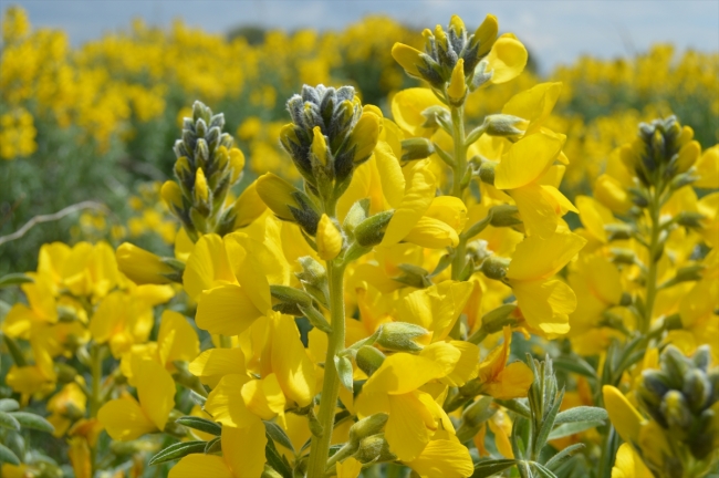 "Eber sarısı"nı koparmanın cezası 60 bin lira