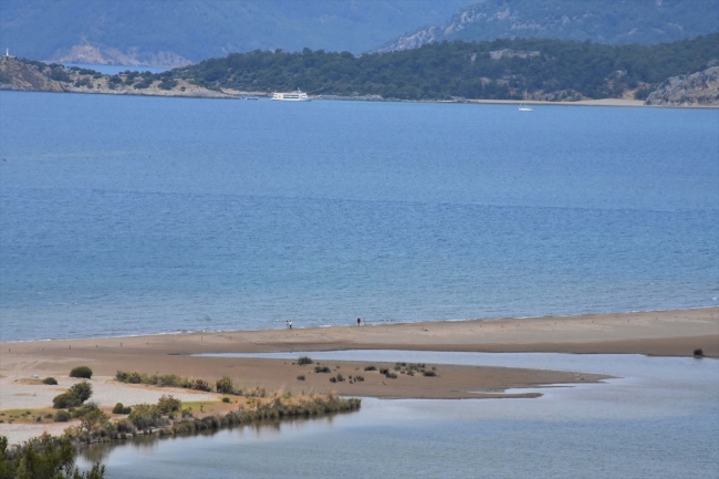 Caretta carettalar ilk yumurtalarını bıraktı