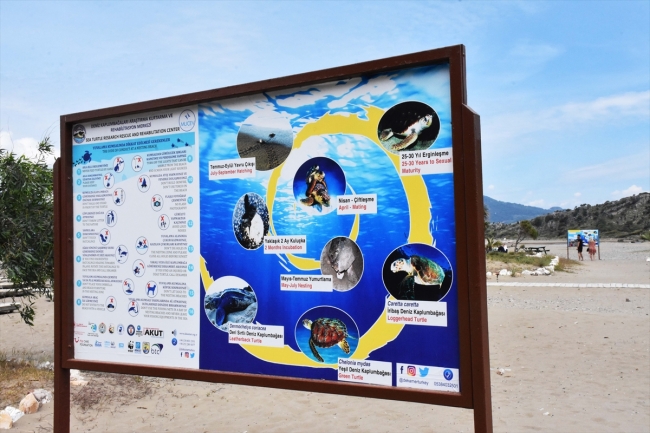 Caretta carettalar ilk yumurtalarını bıraktı