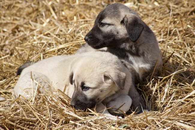 Kangal ve akbaş genlerine özel koruma