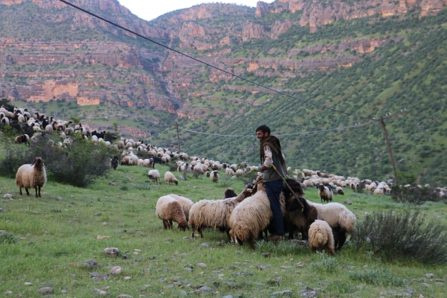 Göçerlerin zorlu yayla yolculuğu başladı