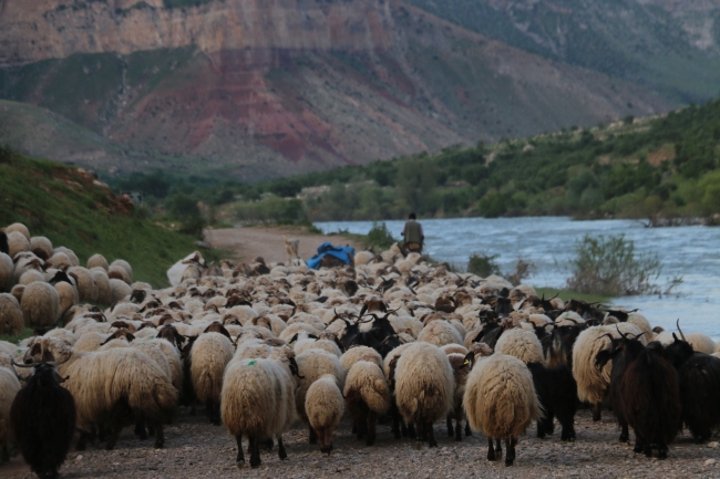 Göçerlerin zorlu yayla yolculuğu başladı