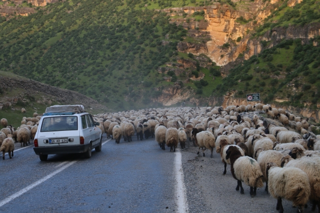 Göçerlerin zorlu yayla yolculuğu başladı