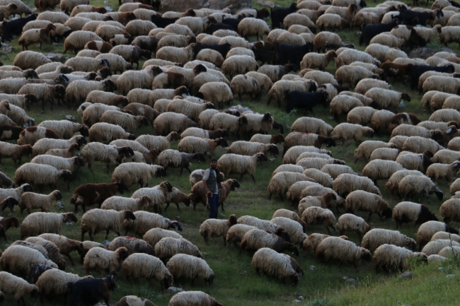 Göçerlerin zorlu yayla yolculuğu başladı