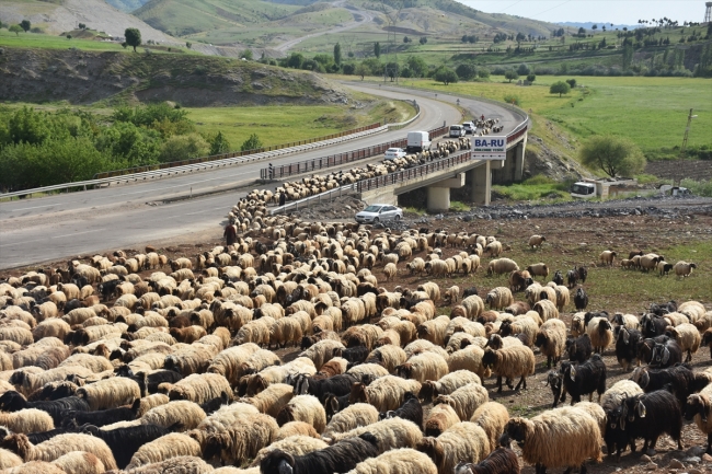Göçerlerin zorlu yayla yolculuğu başladı