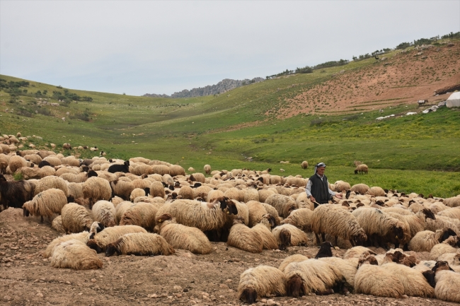 Göçerlerin zorlu yayla yolculuğu başladı