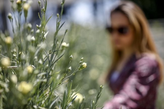 Türkiye'nin ilk tescilli karanfili dünya pazarına açılıyor