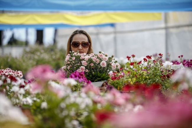 Türkiye'nin ilk tescilli karanfili dünya pazarına açılıyor