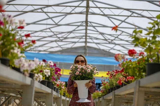 Türkiye'nin ilk tescilli karanfili dünya pazarına açılıyor