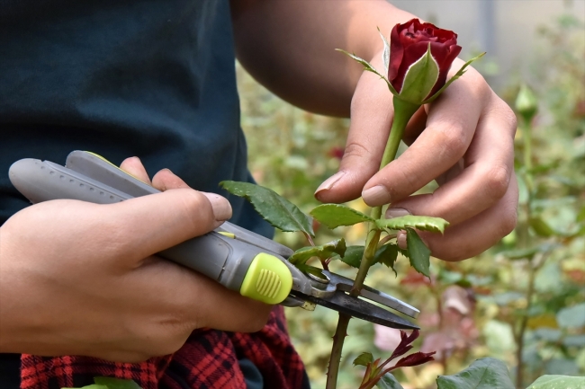 Bu okulda geleceğin seracıları yetiştiriliyor