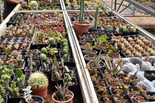 Bu okulda geleceğin seracıları yetiştiriliyor