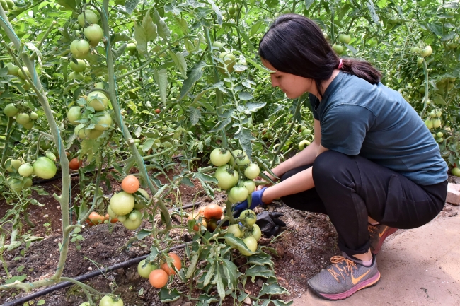 Bu okulda geleceğin seracıları yetiştiriliyor