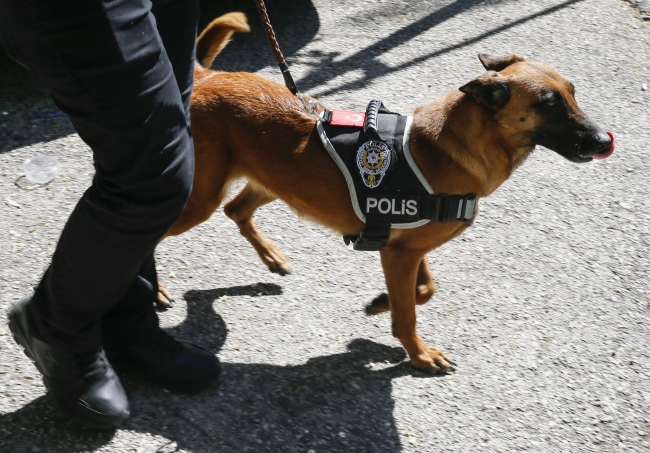 Dedektör köpekler güvenlik güçlerinin en büyük yardımcısı