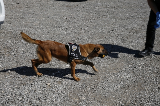 Dedektör köpekler güvenlik güçlerinin en büyük yardımcısı