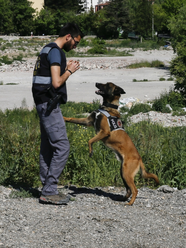 Dedektör köpekler güvenlik güçlerinin en büyük yardımcısı
