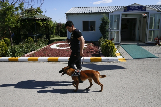 Dedektör köpekler güvenlik güçlerinin en büyük yardımcısı