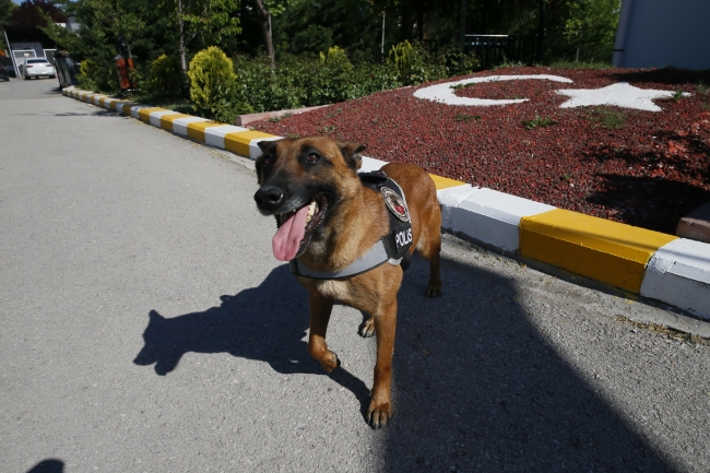 Dedektör köpekler güvenlik güçlerinin en büyük yardımcısı