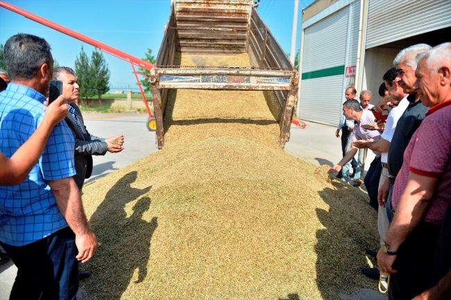 Mardin'de sezonun ilk arpa hasadı yapıldı